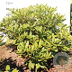 Rhododendron 'Catawb. Boursault' 60-80 cm met kluit