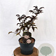Sambucus nigra Black Tower 30-40 cm 3,0L