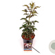 Sambucus nigra Black Tower 30-40 cm 3,0L