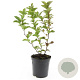 Spiraea densiflora GM C1.3