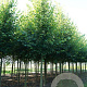 Tilia europaea 'Pallida' 20-25 HO draadkluit
