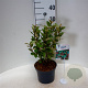 Elaeagnus ebb. 'Compacta' 30-40 cm 3,0L