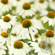 Echinacea p. Powwow White GM P9
