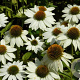 Echinacea p. Powwow White GM P9