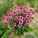 Echinacea p. Powwow Wild Berry GM P9