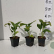 Echinacea p. 'White Swan' GM P9