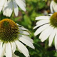 Echinacea p. 'White Swan' GM P9