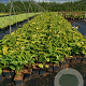 Echinacea p. 'White Swan' GM P9