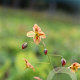 Epimedium pubigerum 'Orangekönigin' GM P9