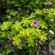 Geranium 'Ann Folkard' GM P9