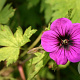 Geranium 'Ann Folkard' GM P9