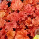 Heuchera 'Rio' GM P9