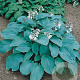 Hosta 'Elegans' GM P9