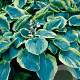 Hosta 'Frances Williams' GM P9