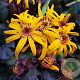 Ligularia d. 'Pandora' GM P9