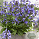 Nepeta Neptune GM P9