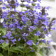 Nepeta Neptune GM P9