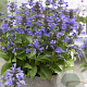 Nepeta Neptune GM P9