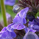 Nepeta Neptune GM P9