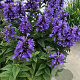 Nepeta Neptune GM P9