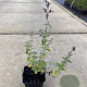 Nepeta 'Walker's Low' GM P9