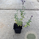 Nepeta 'Walker's Low' GM P9