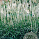 Veronicastrum virg. 'Album' GM P9