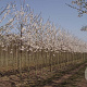 Prunus yedoensis 16-18 HO draadkluit
