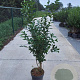 Ligustrum ovalifolium 125-150 cm 10L