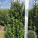 Ligustrum ovalifolium 140-160 cm met kluit