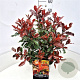 Photinia Magical Volcano 40-50 cm 10L