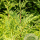 Cupressocyparis leylandii 175-200 cm met kluit