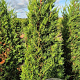 Cupressocyparis leylandii 175-200 cm met kluit