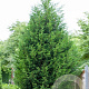 Cupressocyparis leylandii 175-200 cm met kluit