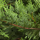 Cupressocyparis leylandii 175-200 cm met kluit