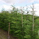 Cupressocyparis leylandii 175-200 cm met kluit