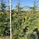 Cupressocyparis leylandii 200-225 cm met kluit