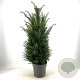 Taxus baccata 80-100 cm 10L