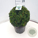 Taxus media 'Farmen' 30 cm 7,5L bol