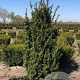 Taxus media 'Hicksii' 120-140 cm met kluit