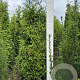 Thuja pl. 'Gelderland' 140-160 cm met kluit