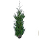 Thuja pl. 'Gelderland' 160-180 cm met kluit
