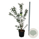 Acer griseum 125-150 cm 30L extra