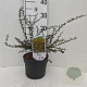 Berberis stenophylla 25-30 cm 3,5L