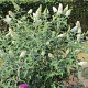 Buddleja 'Reve de Papillon White' 30 cm 2,0L