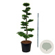 Carpinus betulus 175-200 cm cont. 90L bonsai