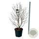 Magnolia stellata 125-150 cm cont. 55L extra