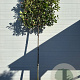 Photinia fraseri 'Red Robin' 10-12 HO container 200 cm stam lei 100x100