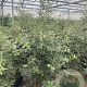 Quercus ilex 80-120 cm 20L