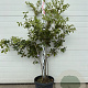 Quercus ilex 100-150 cm 40L meerstammig